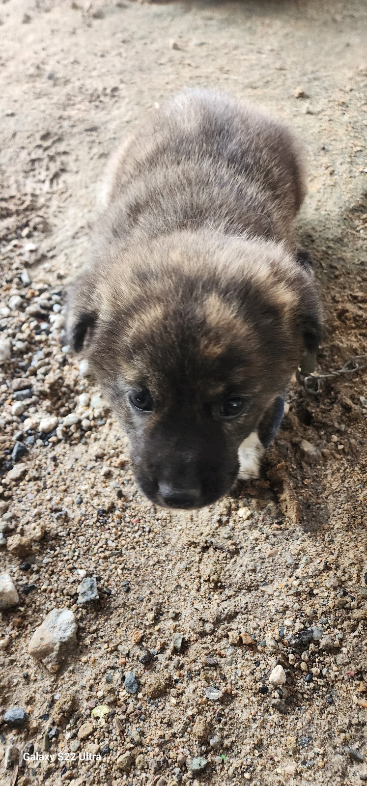 보호중 믹스견의 가…